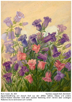 Aquarellzeichnung von Joseph Stoll aus den 1940er Jahren, Dieses und andere Blumenmotive brachten nach dem Zweiten Weltkrieg einen kleinen aber wichtigen Nebenverdienst und waren sehr beliebt. Kennung: NLJS_Kunst_div_039.